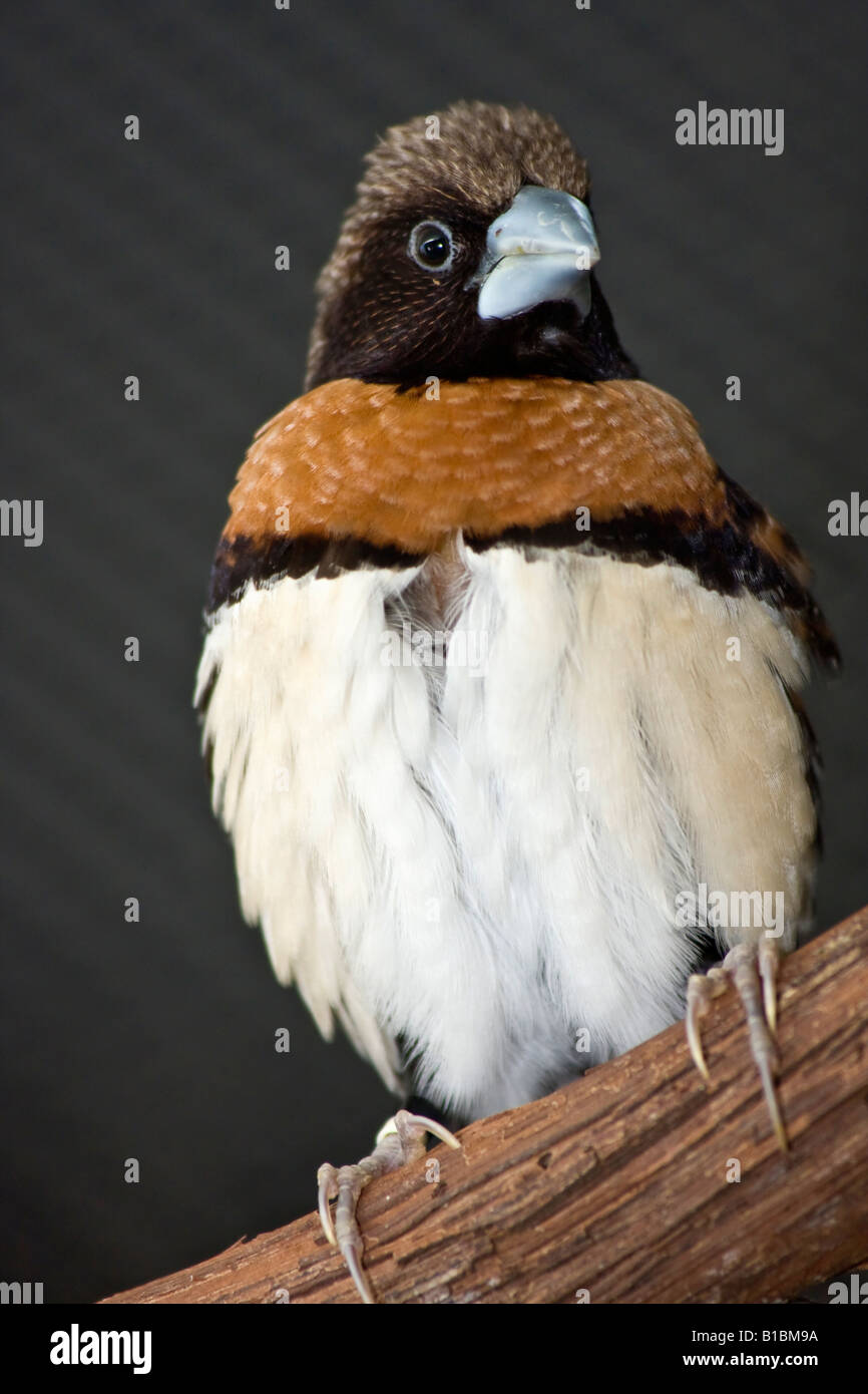 Mannikin à poitrine châtaigne Lonchura castaneothorax fauvette un oiseau exotique images photos à vendre pour sur Alamy format vertical aux USA US haute résolution Banque D'Images