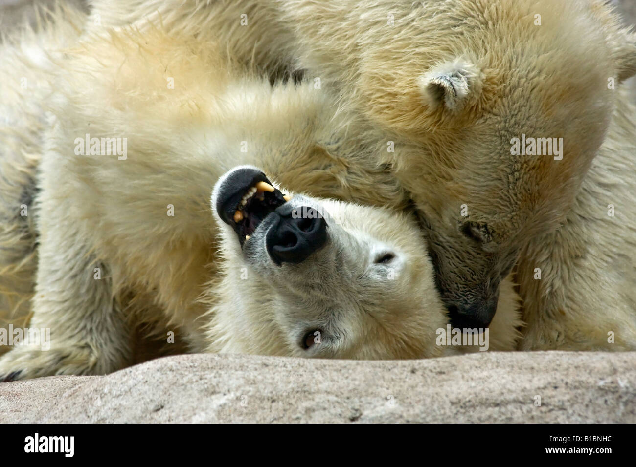 Couple ours sauvages blancs ZOO Toledo Ohio aux États-Unis États-Unis les animaux des États-Unis dans l'amour au-dessus de personne horizontale haute résolution Banque D'Images