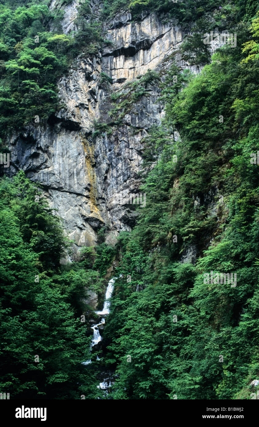 La réserve naturelle de Wolong panda, Sichuan, Chine Banque D'Images