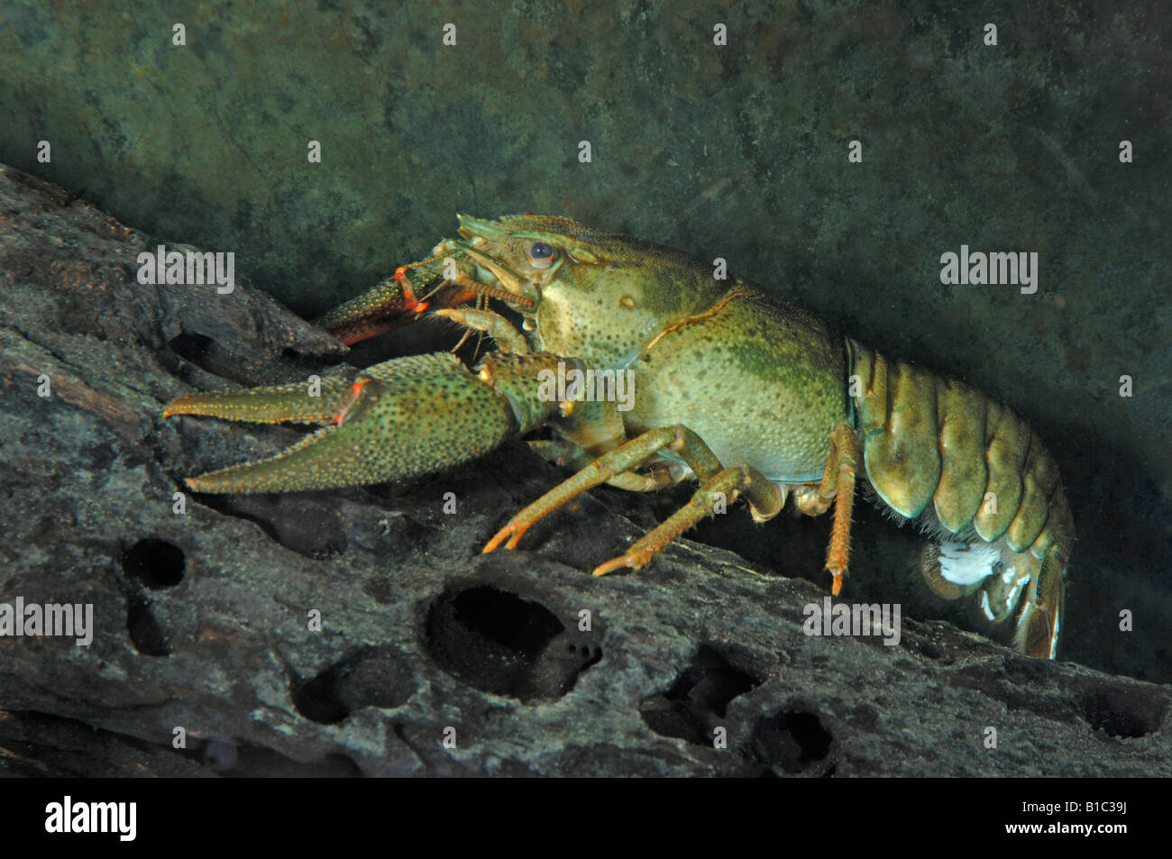 L'écrevisse Noble (Astacus astacus). Femme avec spermatophores attaché à la région sternale Banque D'Images