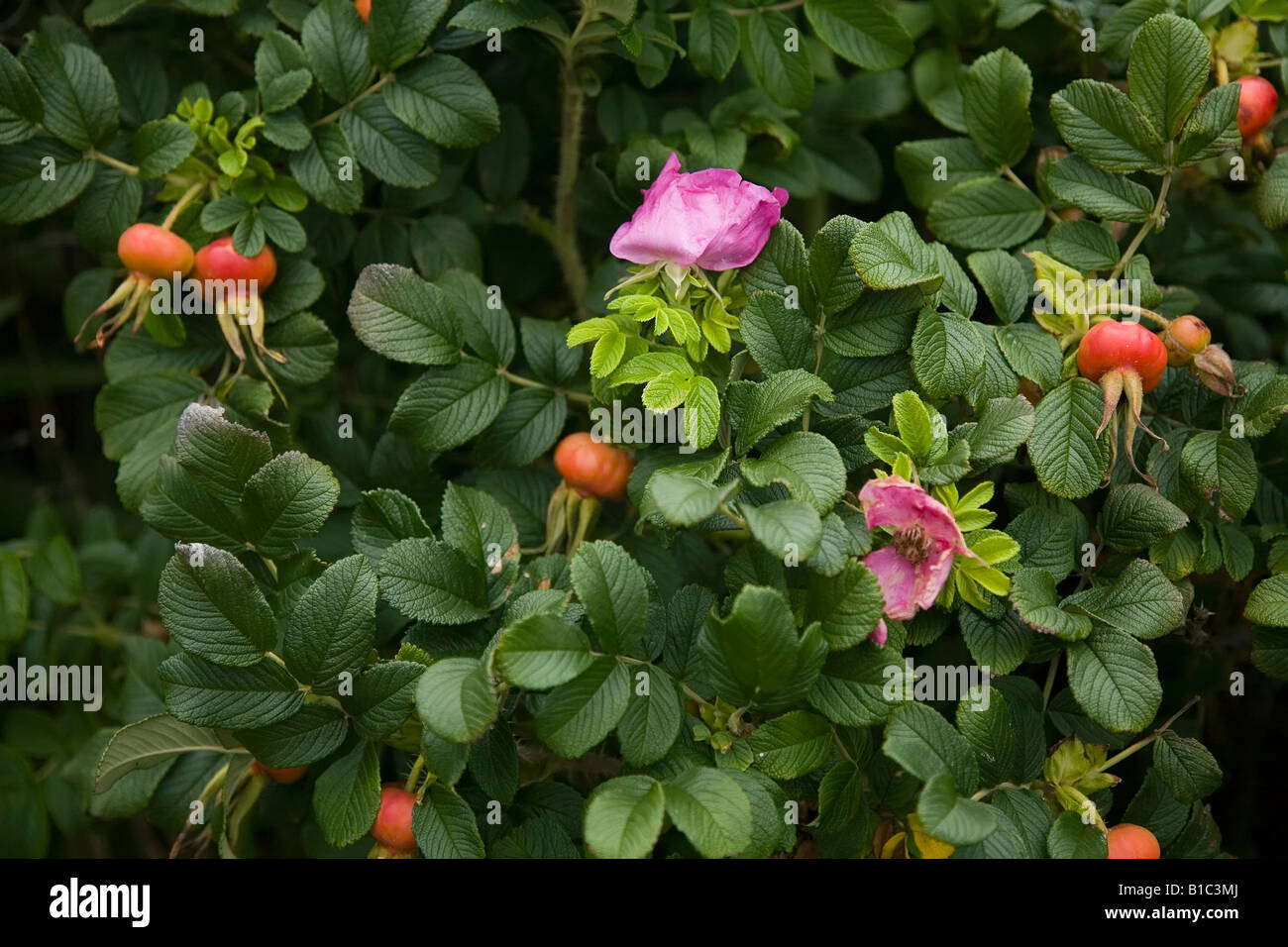 La photo en gros plan de Rosa Rugosa (plage roses) avec d'églantier. Banque D'Images