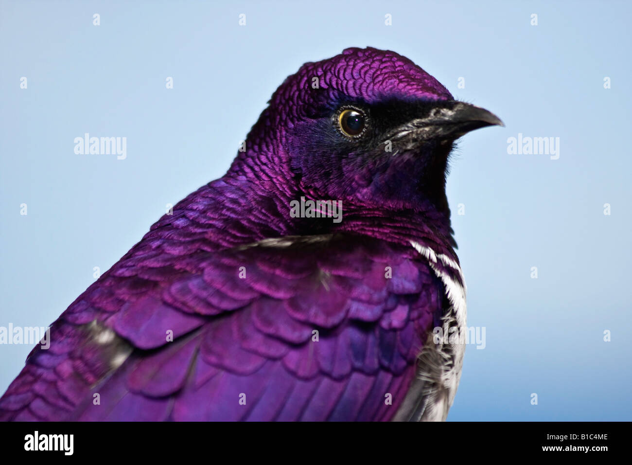Oiseau exotique Étourneau améthyste Cinnyricinclus leucogaster verreavi mâle assis sur une branche, images à vendre sur Alamy aux États-Unis, US, horizontal, haute résolution Banque D'Images