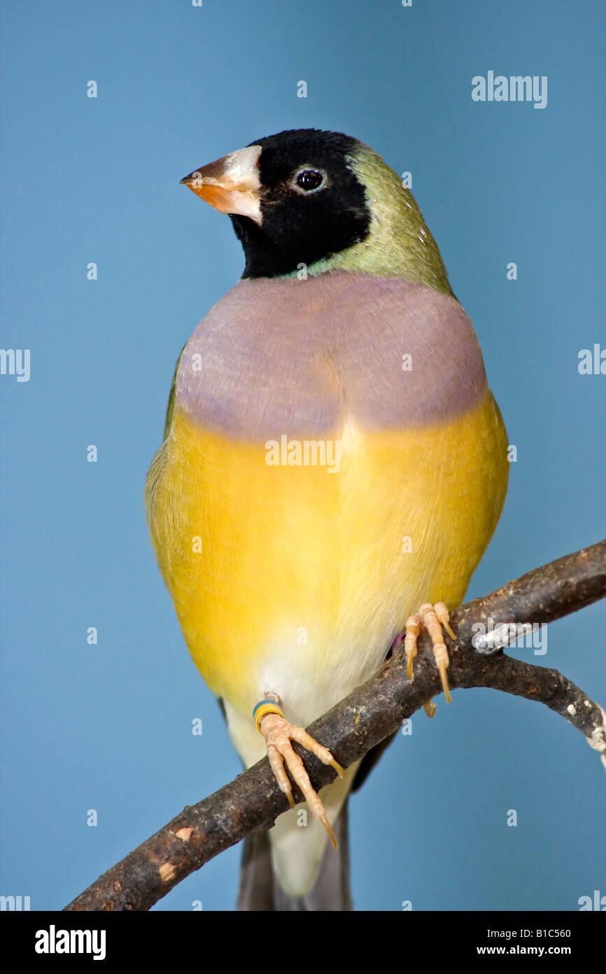 Gouldian Finch Erythrura gouldiae un bel oiseau flou flou arrière-plan gros plan gros plan images dans ZOO Ohio USA vertical US haute résolution Banque D'Images