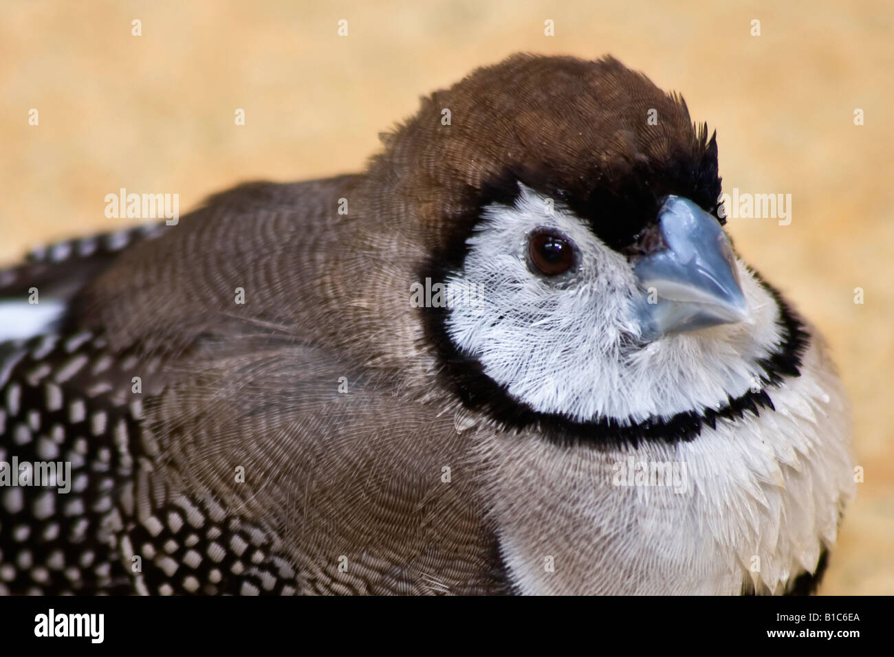 Owl Finch Taeniopygia bichenovii un oiseau exotique photos photos images photographie Grande haute résolution horizontale aux Etats-Unis haute résolution US haute résolution Banque D'Images