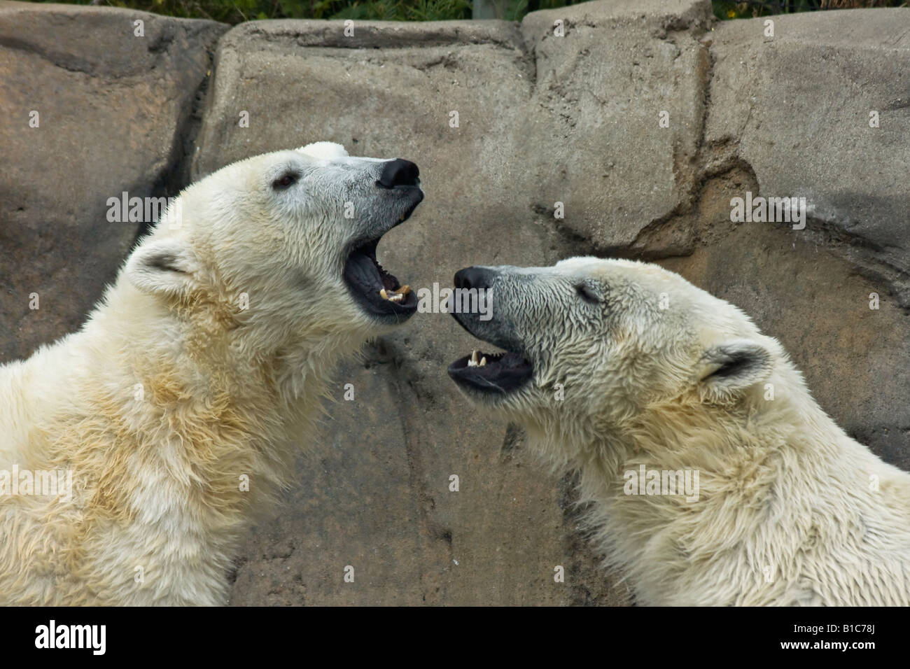 Le couple d'ours polaires Ursus maritimus au ZOO de Toledo Ohio OH photos images photos Grande haute résolution horizontale aux Etats-Unis haute résolution US haute résolution Banque D'Images