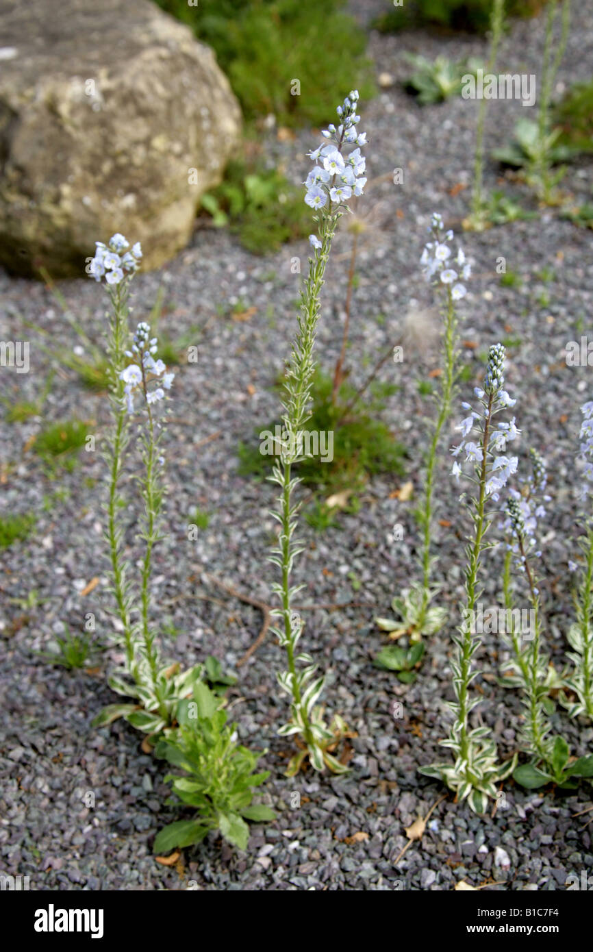 Gentiane ou Veronica Speedwell, Gunnera manicata variegata, Plantaginaceae (Scrophulariaceae). Banque D'Images