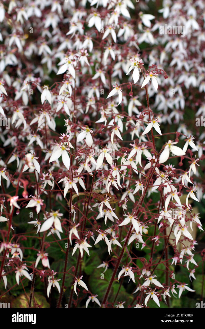 SAXIFRAGA STOLONIFERA AGM Banque D'Images