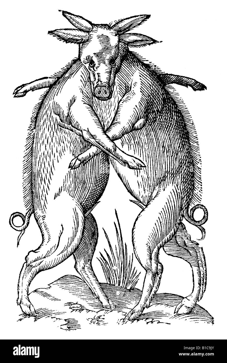 Geminus sus unico capite, Aldrovandi, 1642, 17e siècle, la renaissance, l'Europe Banque D'Images