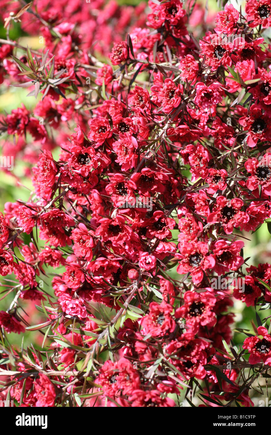 LEPTOSPERMUM SCOPARIUM BOURGOGNE REINE Banque D'Images