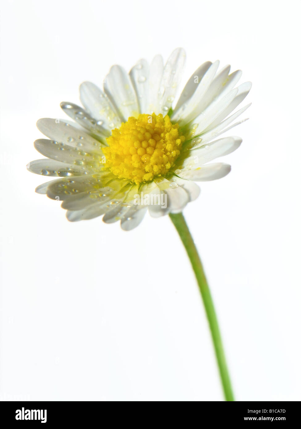 fleur de Marguerite Banque D'Images