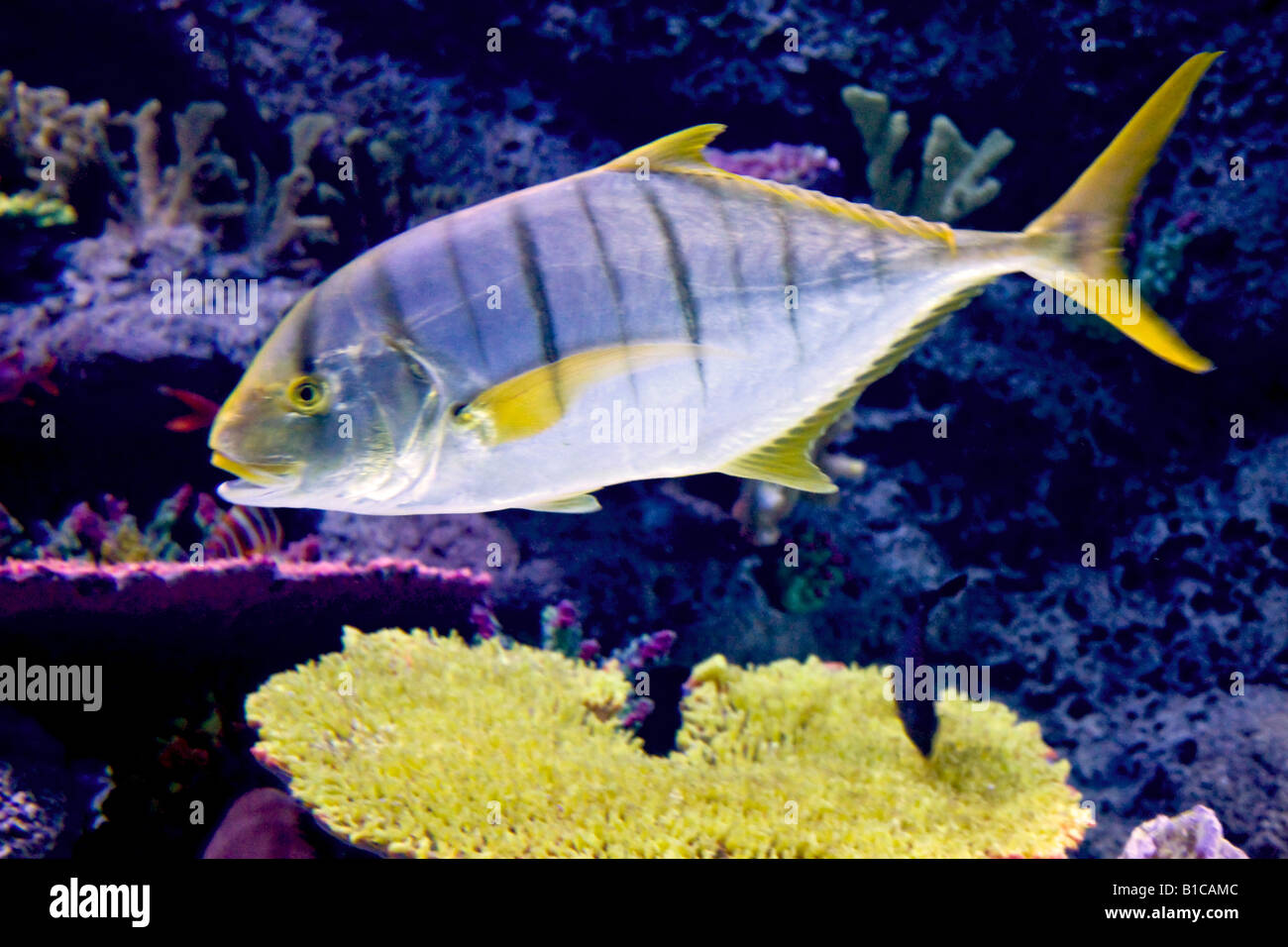 Golden trevally Banque D'Images