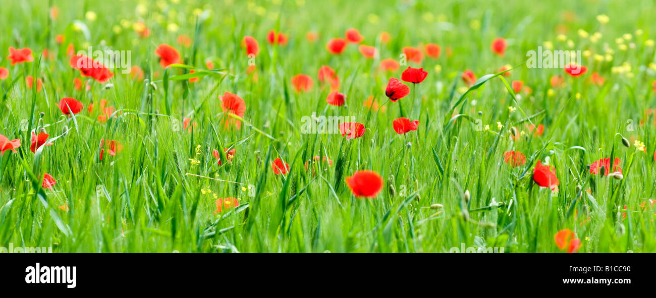 Heureux poppies in Valle de Orcia, Toscane, Italie Banque D'Images