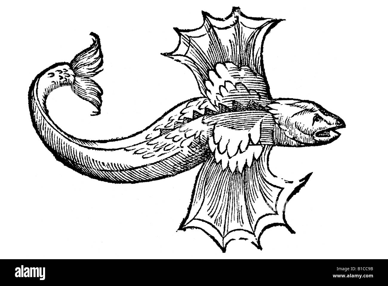 Piscis volans ex Olao Magno, Aldrovandi 1642 17e siècle l'Europe de la renaissance Banque D'Images