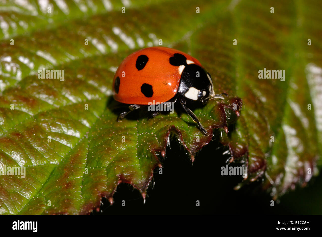 7-spot ladybird Coccinella 7-punctata Coccinellidae sur une feuille UK Banque D'Images