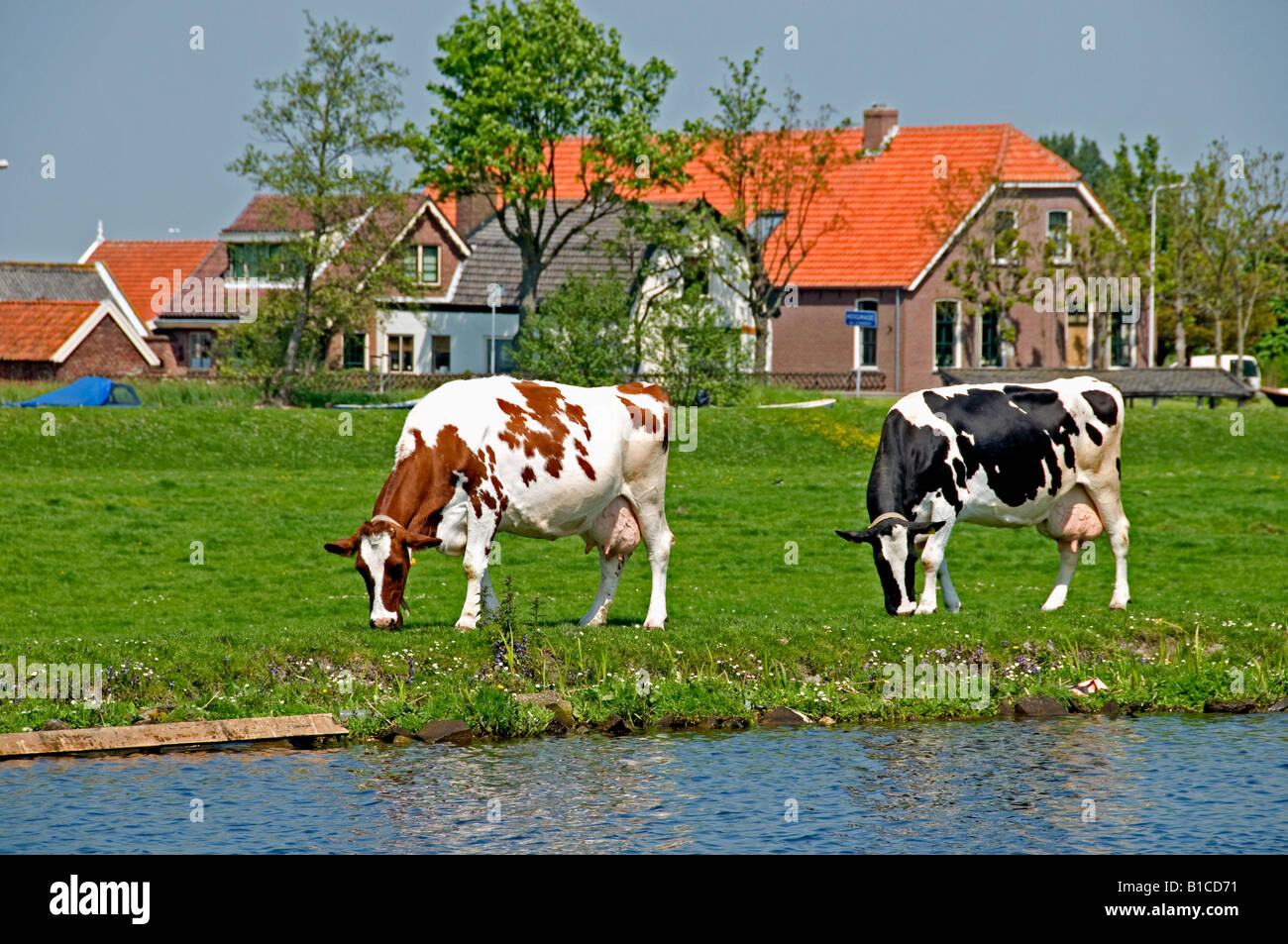 North South Holland Netherlands dutch vache Banque D'Images