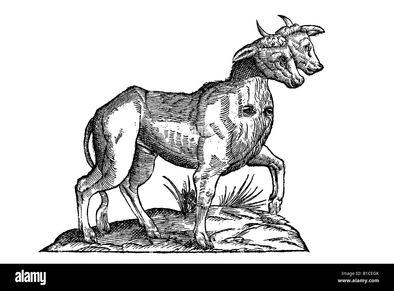 Vitulus biceps quatuor oculis Aldrovandi 1642 17e siècle l'Europe de la renaissance Banque D'Images