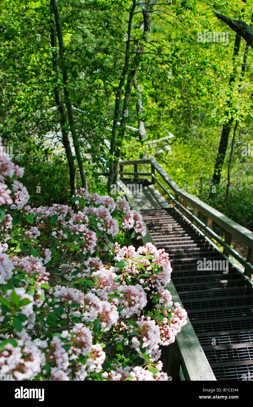 Sentier de l'escalier au fond de parc national des Gorges de Tallulah en Géorgie Banque D'Images