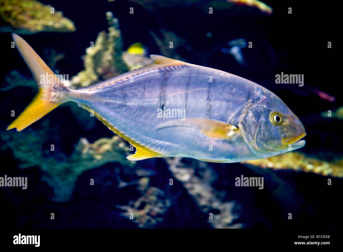 Golden trevally Banque D'Images
