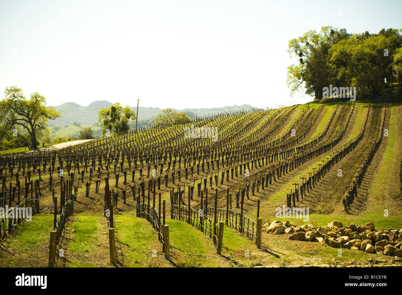 Vignes à Justin winery Paso Robles Californie Banque D'Images