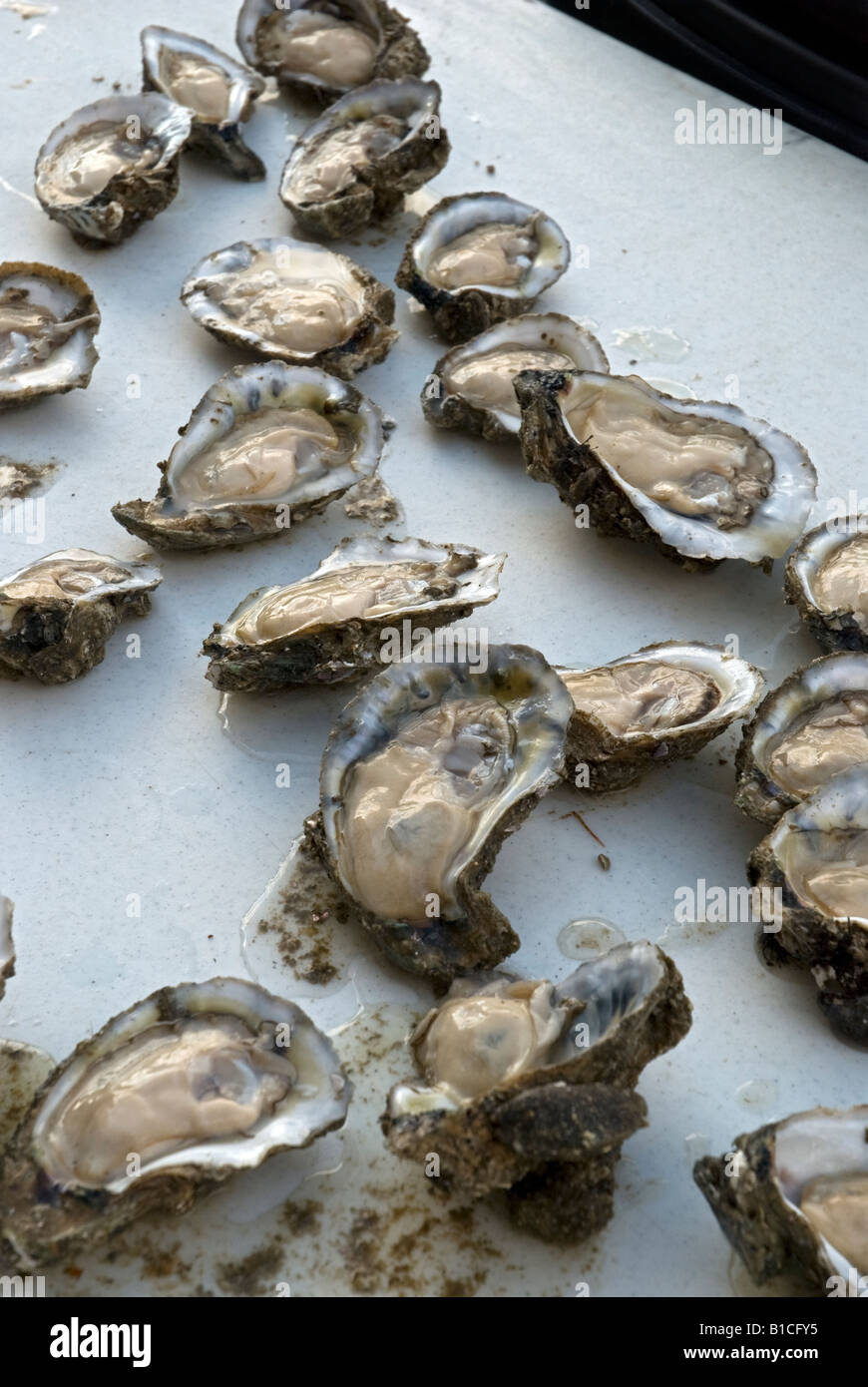 Les huîtres écaillées fraîchement sur écailles Apalachicola en Floride Banque D'Images