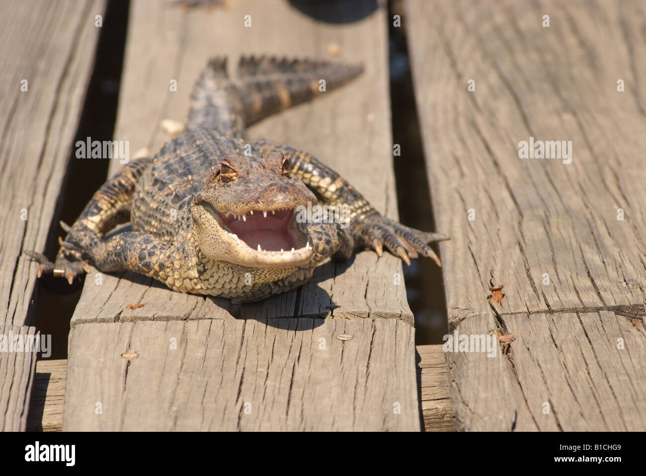 LA LOUISIANE USA Pays Cajun Avery Island Jungle Gardens soleil Alligators Banque D'Images
