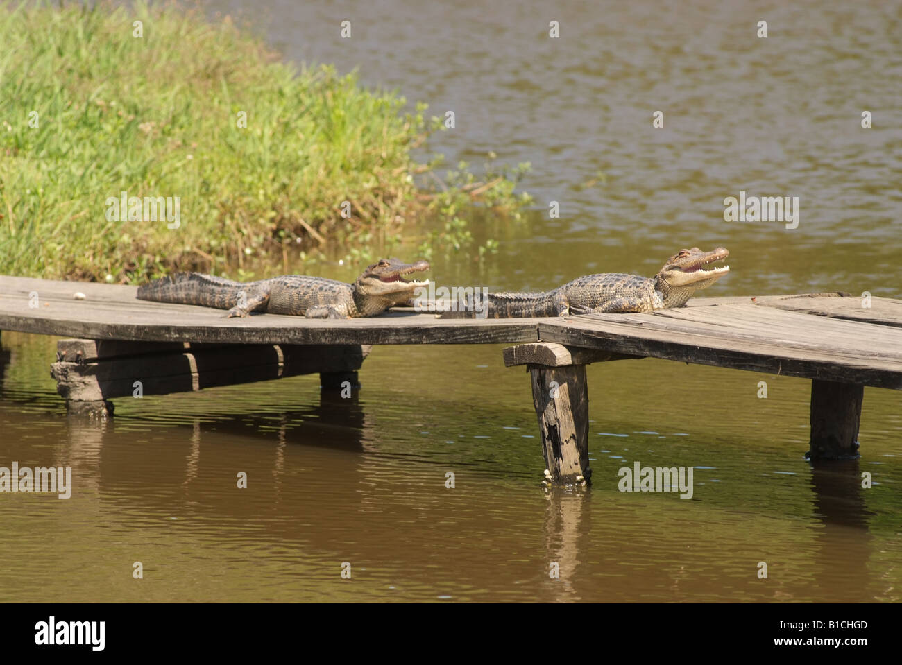LA LOUISIANE USA Pays Cajun Avery Island Jungle Gardens soleil Alligators Banque D'Images