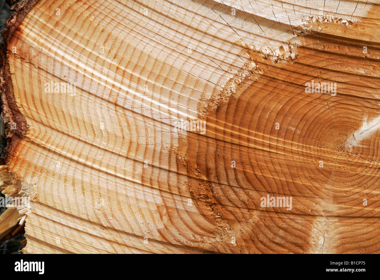 Les anneaux de croissance des arbres dans la forêt de journal Banque D'Images