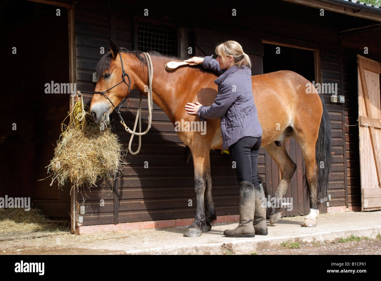 Woman grooming son cheval alors que l'animal se nourrit de l'extérieur de l'étable à foin Banque D'Images