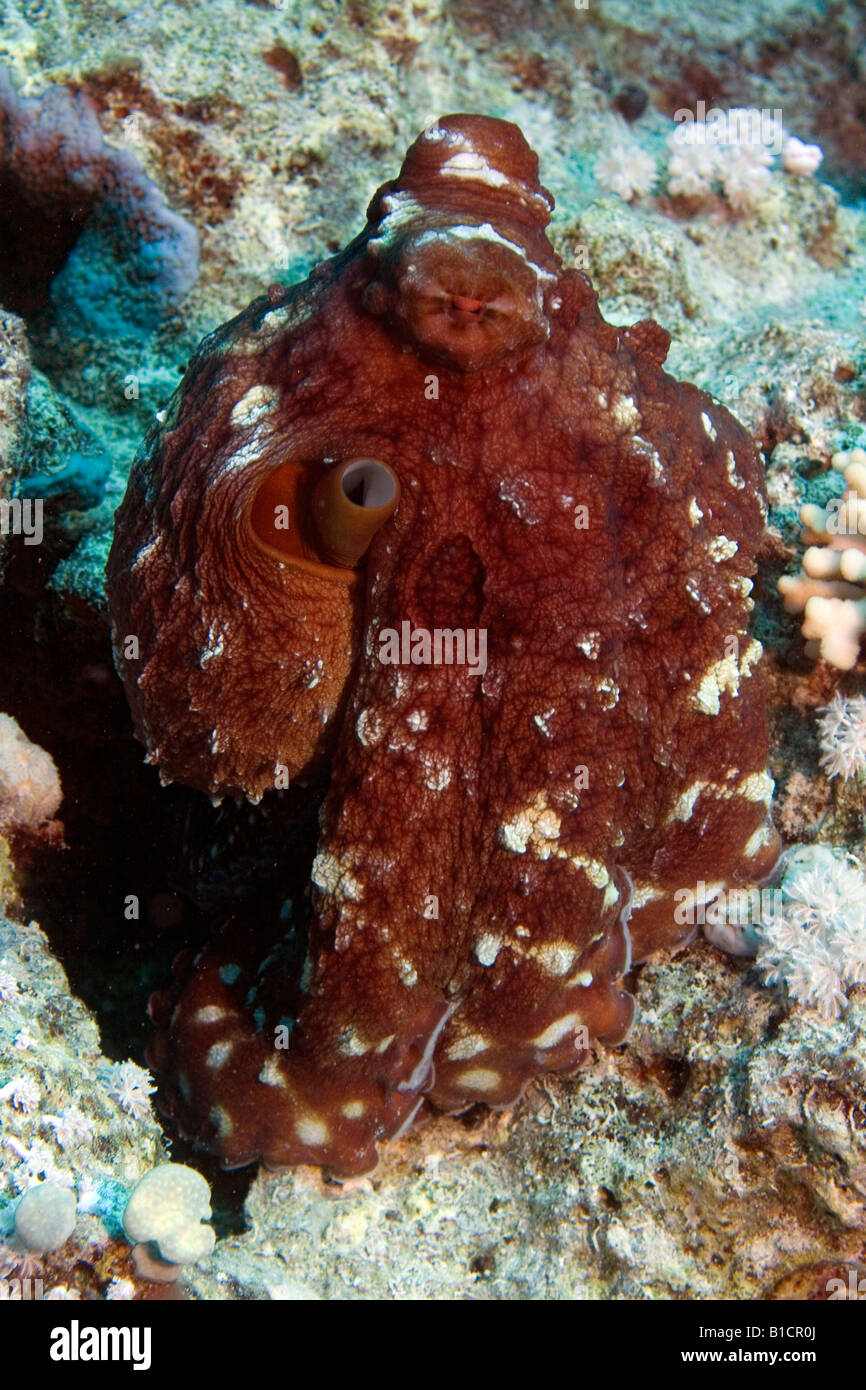 Big Red Octopus sur un récif de la Mer Rouge près de Sharm El Sheikh, Egypte Banque D'Images