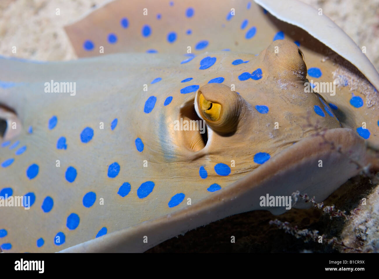 Blue spotted stingray sur un récif de la mer Rouge, près de Sharm El Sheikh Banque D'Images