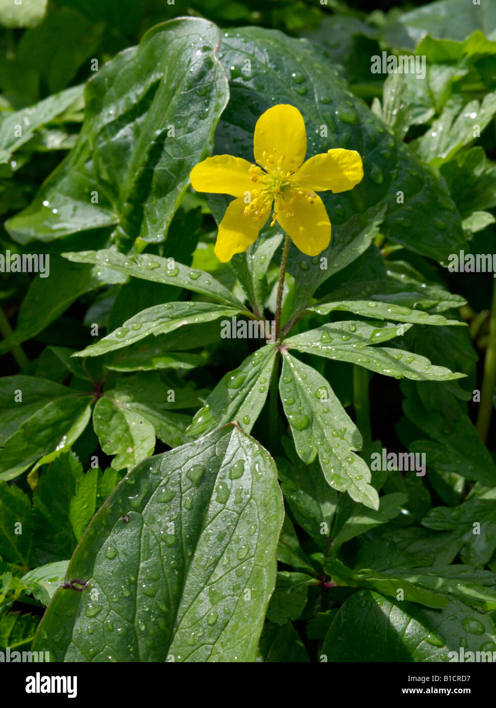 Anémone jaune (anemone ranunculoides) Banque D'Images