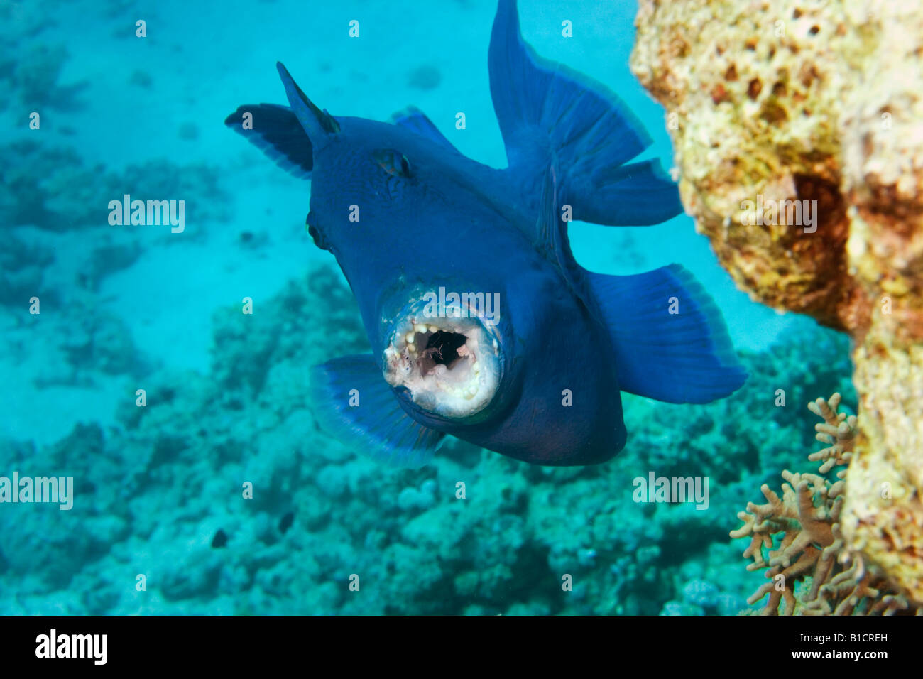 Un trigger bleu poisson sur un récif près de Sharm El Sheikh, Mer Rouge, Egypte Banque D'Images
