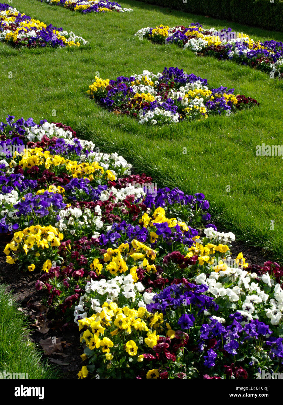 Jardin pansy (Viola x wittrockiana) Banque D'Images