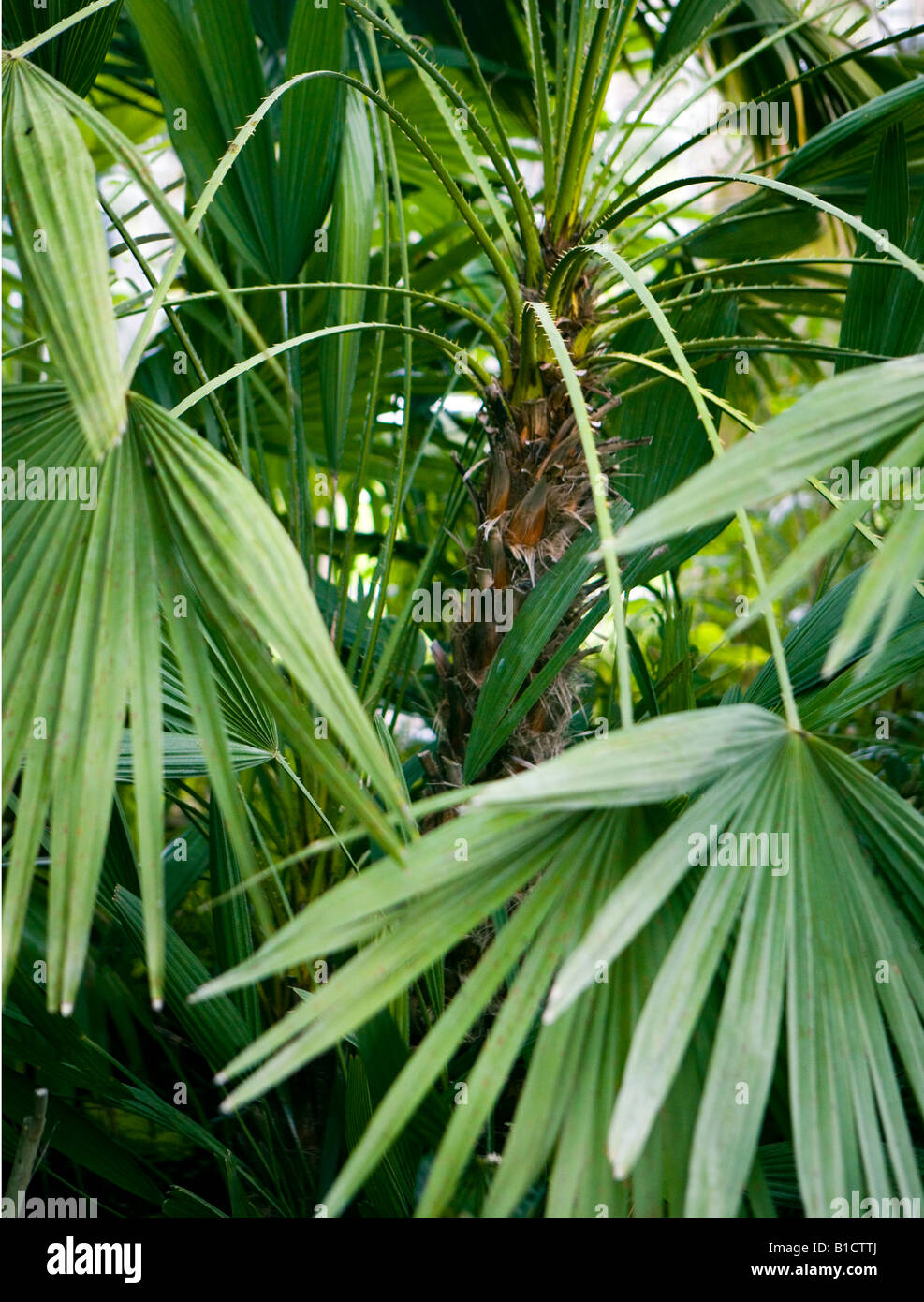 Feuilles de palmier Banque D'Images
