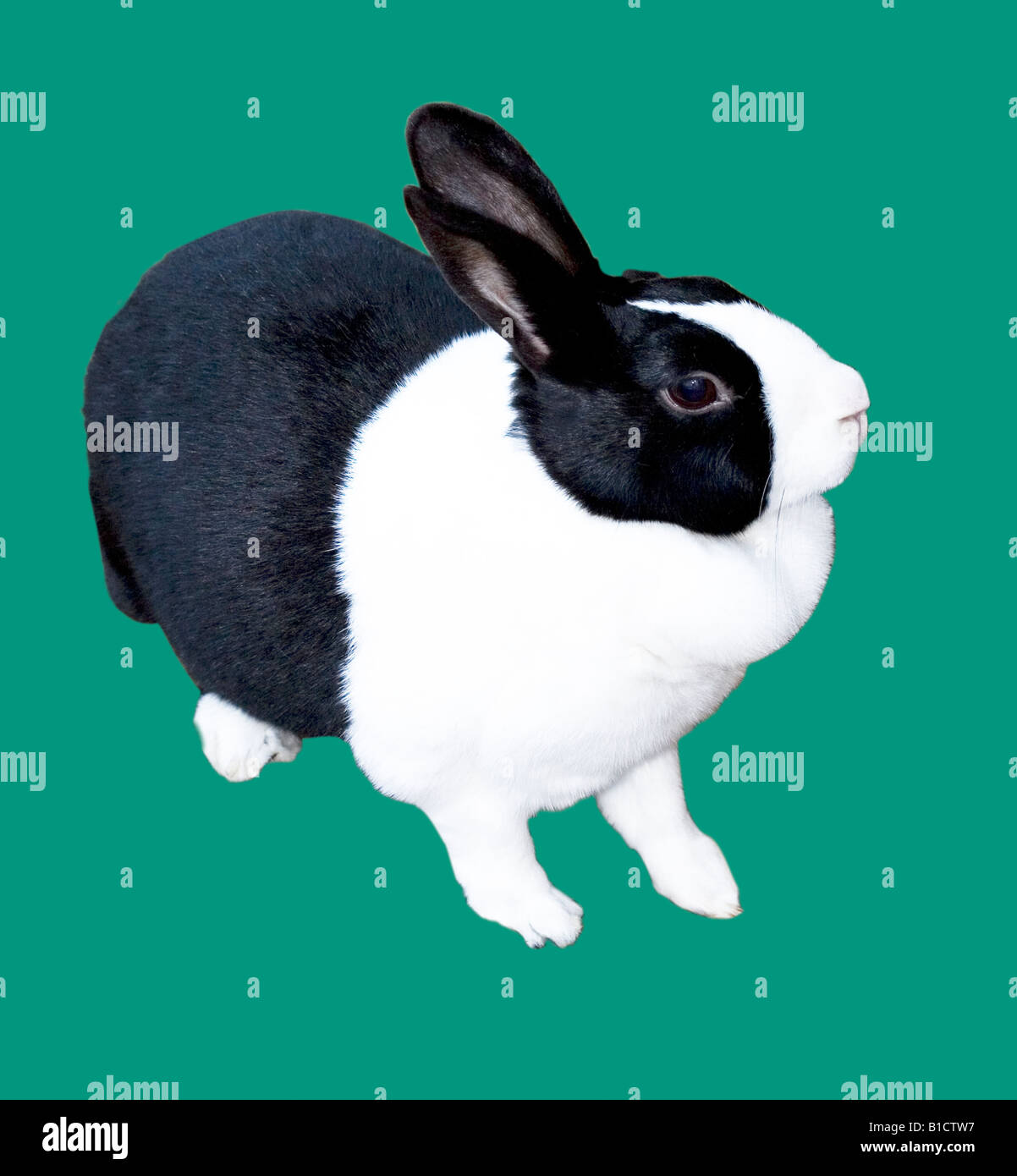 Lapin hollandais noir et blanc Banque D'Images