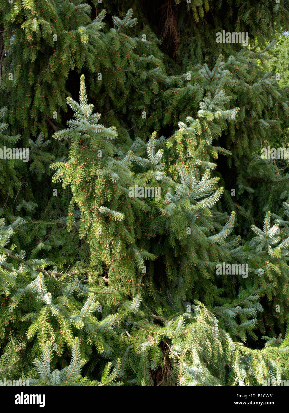 Épinette de Serbie (Picea omorika) Banque D'Images