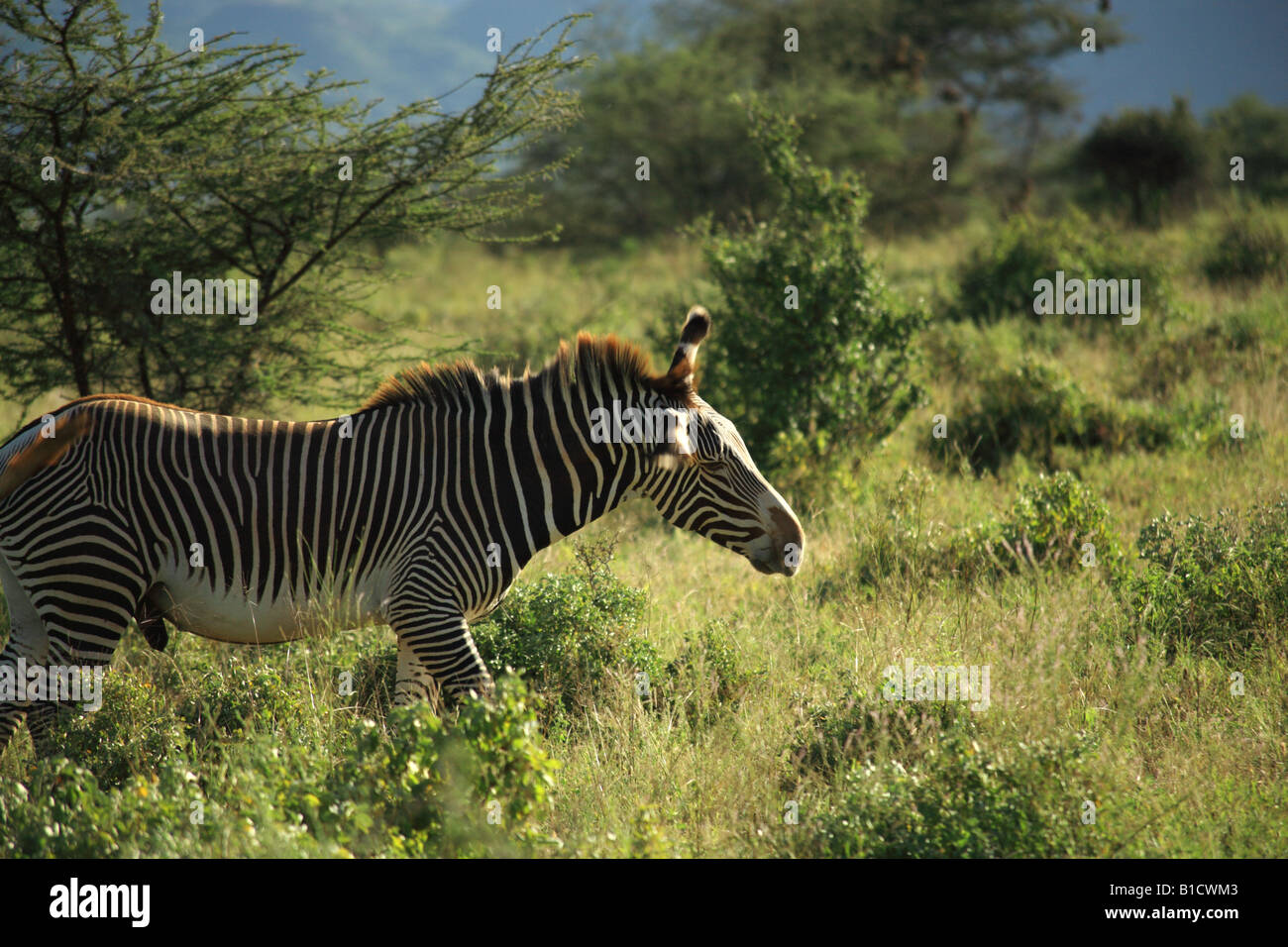 Zèbre de Grévy mâle au Kenya Afrique Banque D'Images