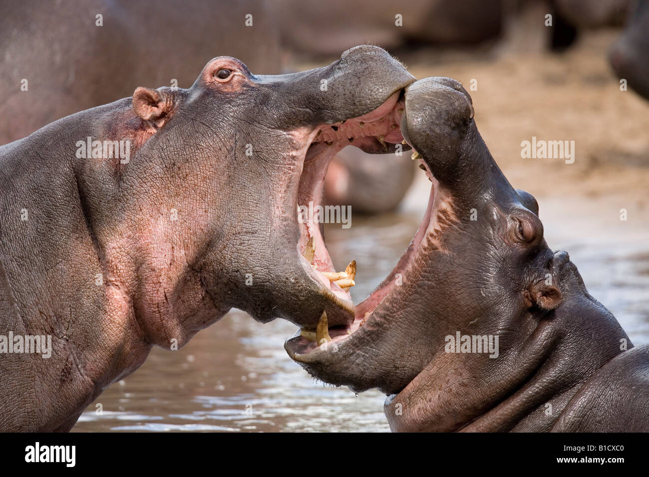 Les jeunes hippopotames Hippopotamus amphibius combats Ratama Seronera River Tanzanie Serengeti Piscine Banque D'Images