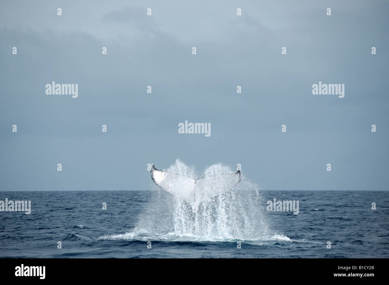 Baleine à bosse Megaptera novaeangliae tail slapping Groupe Tonga Haapai Banque D'Images