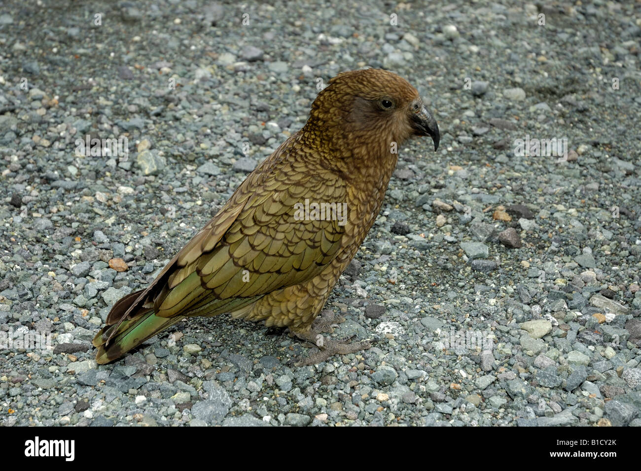 Seuls mondes parrot alpin Nestor notabilis Kea Tunnel Homer en Nouvelle-Zélande Fiordland Milford Sound Banque D'Images