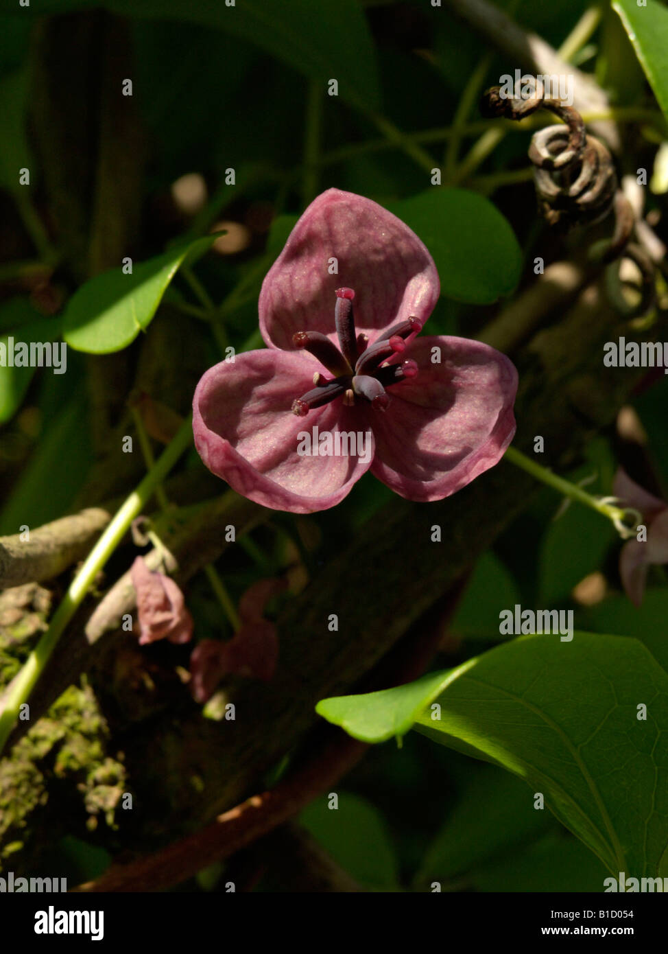 Vigne chocolat (Akebia quinata) Banque D'Images