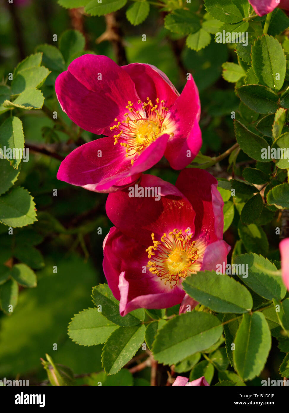 Rose (Rosa rouge unique) Banque D'Images