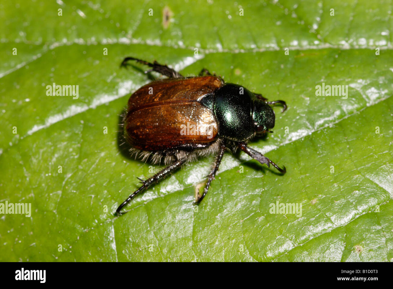 Le hanneton horticole Phyllopertha horticola coléoptère Scarabaeidae UK Banque D'Images