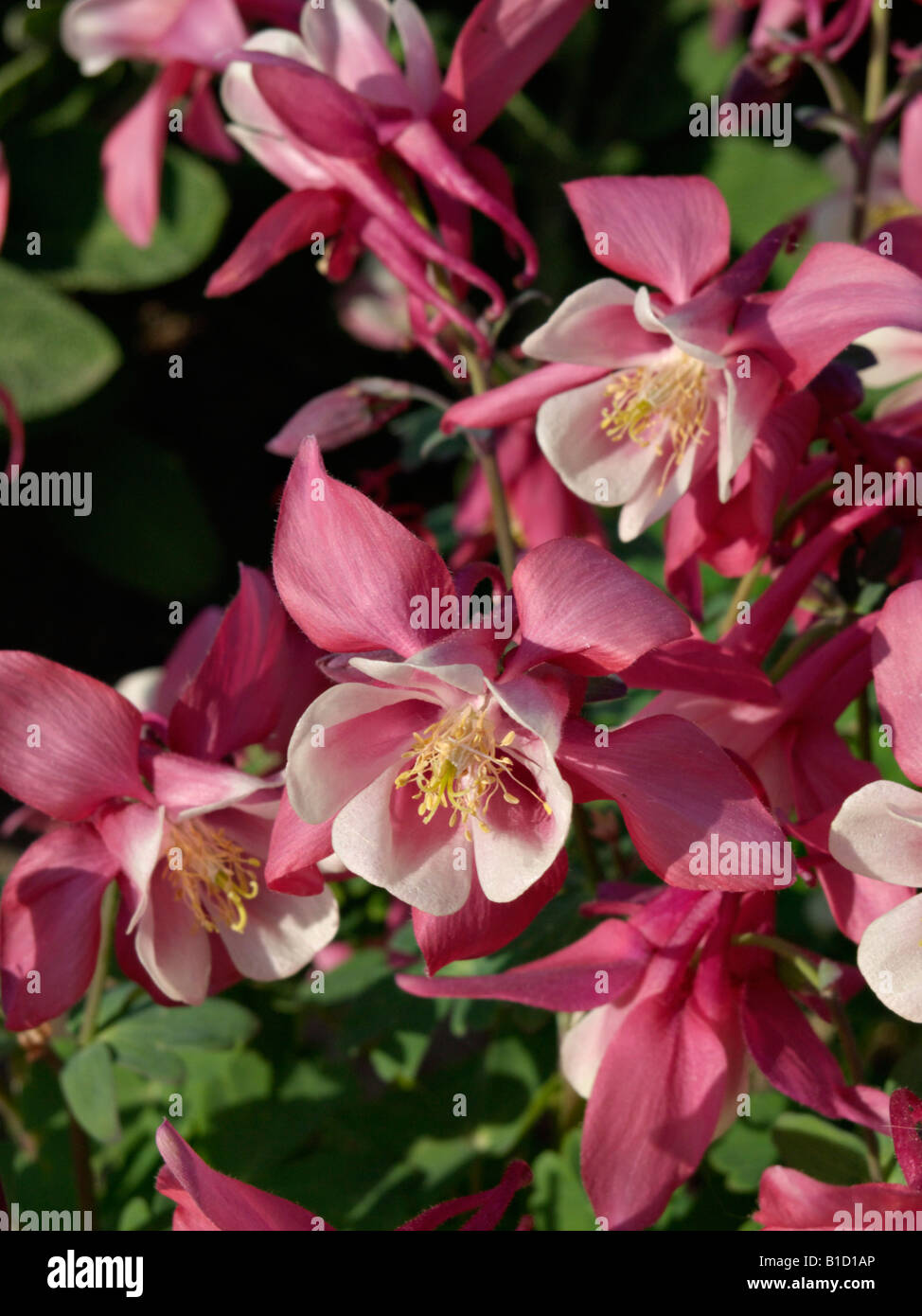 Montagnes rocheuses (columbine Aquilegia caerulea) Banque D'Images