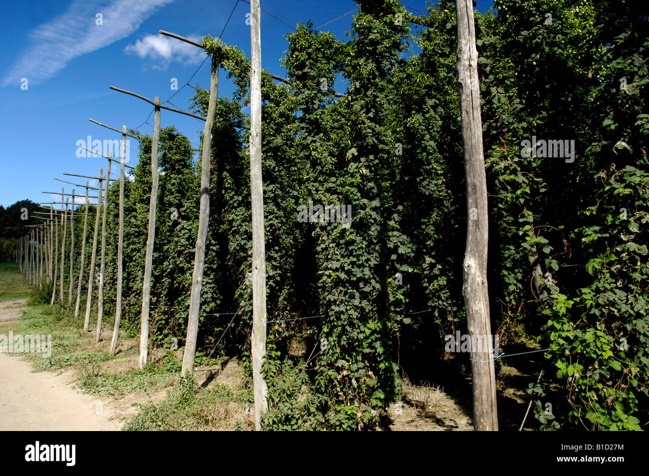 Hop bines vignes Humulus lupulus croissant dans le Kent en Angleterre Banque D'Images