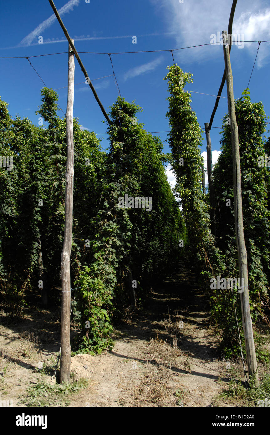 Hop bines vignes Humulus lupulus croissant dans le Kent en Angleterre Banque D'Images