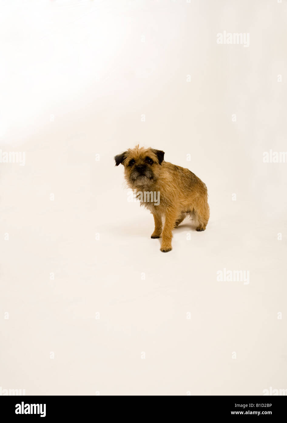 Petit chien photographié dans un studio blanc Banque D'Images