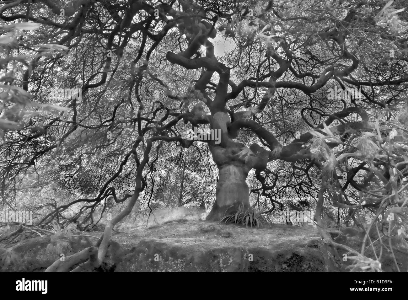 Arbre d'ornement acer dans jardin à Wakefield place sussex. Voir aussi la version couleur Banque D'Images