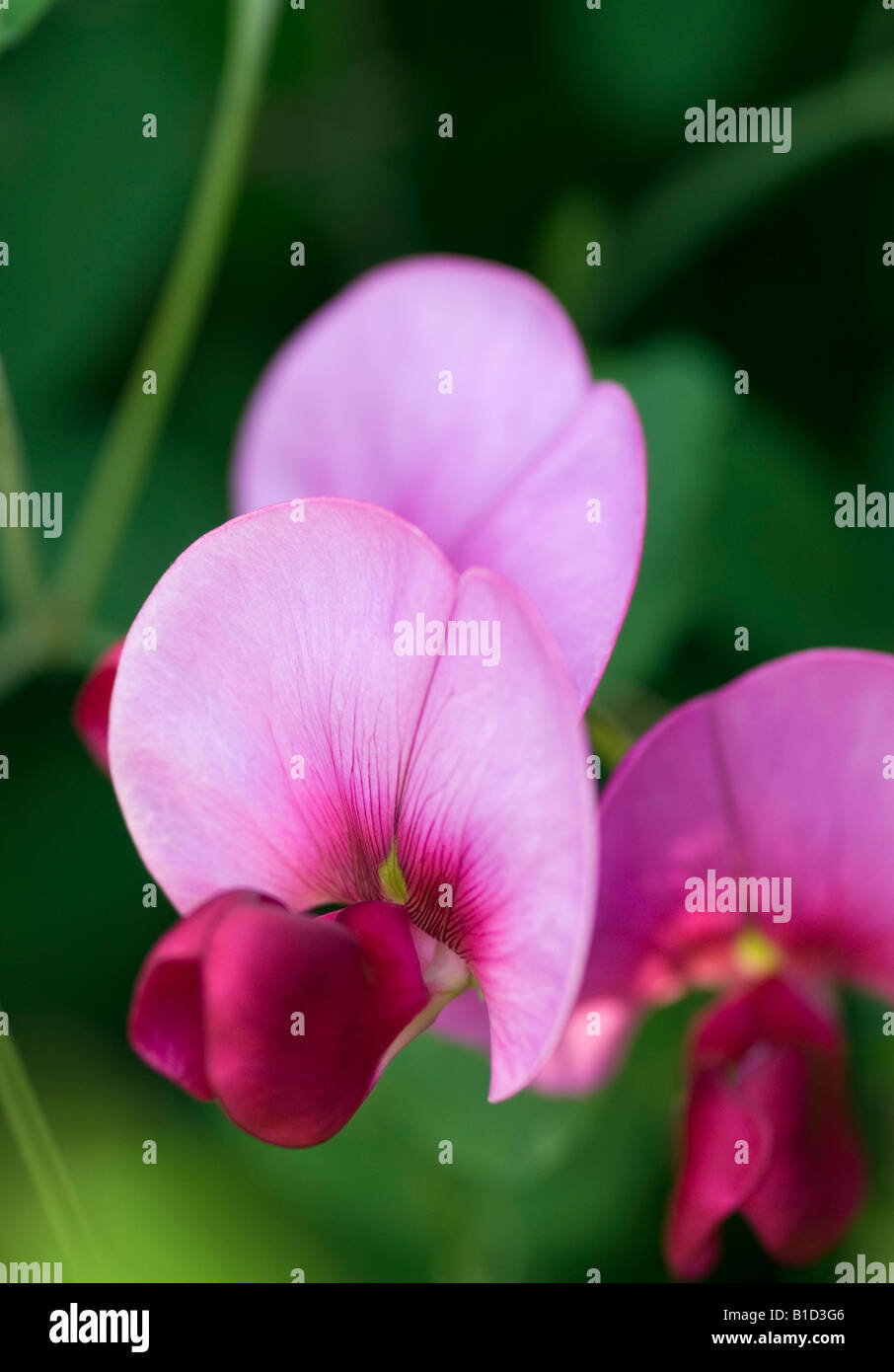 LATHYRUS GRANDIFLORUS pois sucré éternelle Banque D'Images
