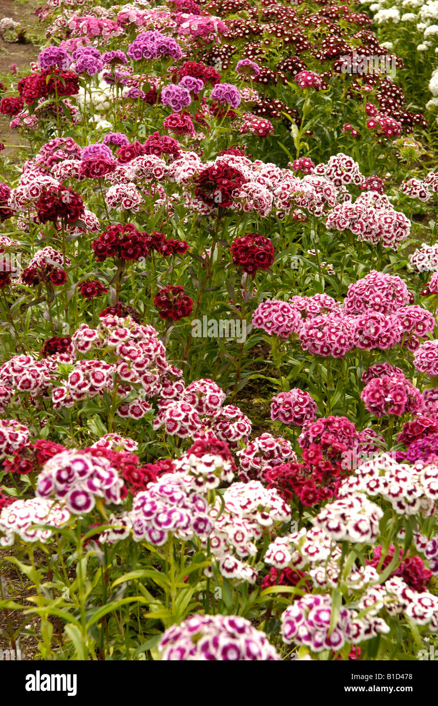 Sweet William Dianthus barbatus de plus en cuisine jardin UK Banque D'Images